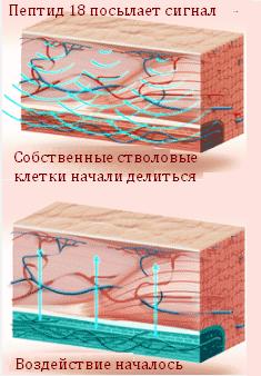 Косметическая линия Sengara (Сенгара). Описание свойств Полипептида 18, принцип действия. Ассортимент косметических средств Sengara Ступень 1