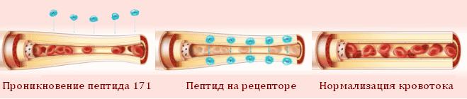 Косметическая линия Sengara (Сенгара). Описание свойств Пептида 171, принцип действия